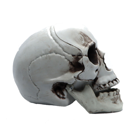 Plastic Skull Toy