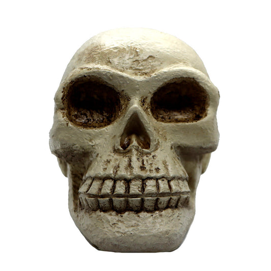 Skull Decor