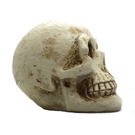 Skull Decor