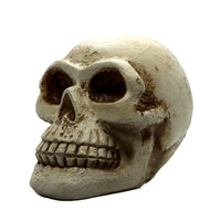 Skull Decor