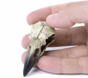 Alchemy England Small Reliquary Raven Skull